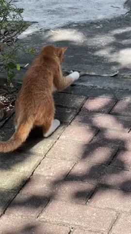I almost died. #cat #catsoftiktok #fyp #cute #funnyvideos 
