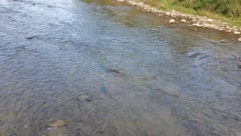 A short nature video that shows a shallow river with fish swimming below the surface and jumping out and splashing. #Nature #NatureConnection #NatureLovers #NatureAccess #Ecotherapy #NatureTherapy #Relaxation #Calm #River #Water #Fish