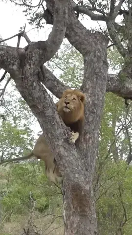 Habilidoso León sube a un árbol para robar una presa !! #Leon #Carroñero #Animales #teamleones #vidasalvaje #africa #shortanimales  Skillful Lion climbs a tree to steal prey !! #Lion #Scavenger #Animals #teamlions  #wildlife #afric #shortanimals 