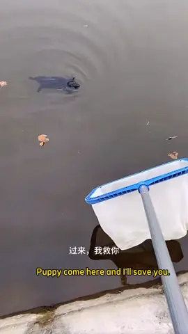 saving dog was sink into the water#rescue #rescuedog #puppy #dogsoftiktok #viral #foryou 