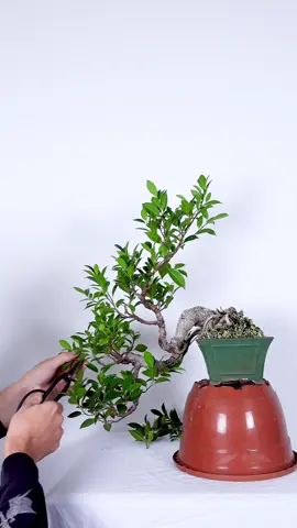 Tigerbark Ficus No. 2 in Cascade Style #bonsaifly #bonsai #cascade #rareplant 