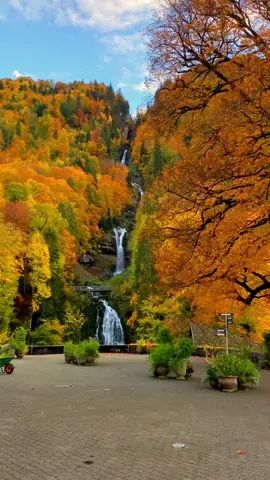 Autumn in Switzerland 🍂😍 Would you like to visit Switzerland during autumn time? This is how it looks like. Tag someone who would love to see this video. There are so many beautiful places here for amazing autumn vibes. Which place would you like to visit if you come in Switzerland let me know in the comments. 📍Giessbach, Switzerland 🇨🇭 Follow us for daily Swiss Content 🇨🇭 📌 Save this for your (next) trip to Switzerland 🇨🇭  🎥 by: @swisswoow #beautifuldestinations #earthpix #earthfocus #earthofficial #autumn #fallvibes #discoverearth #berneroberland #switzerland #mountains #schweiz #swissalps #myswitzerland #nature #inlovewithswitzerland #swiss #alps #wanderlust #visitswitzerland #travel #jungfrauregion #suisse #landscape #bern #grindelwald #lauterbrunnen #interlaken #swissmountains #giessbachfälle #giessbach 