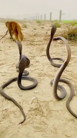 4 snake and monkey running #kingcobra #kingcobra🐍 #naagjogi🐍 #kingcobra🐍🤘 #viralvideo #kingcobra #kingcobra🐍 #kingcobra🐍 #tiktokunfreezemyaccount #naagjogi🐍 #kingcobra🐍🤘 