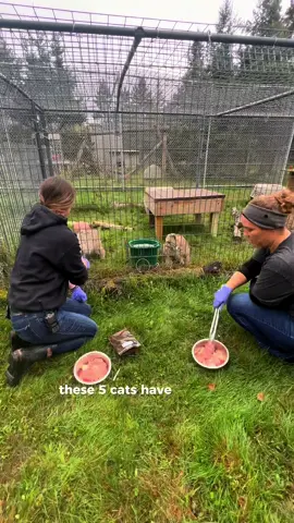 ‼️ Will you help us GIVE TO THE MAX to help the 5 new rescues? ‼️ 🎁 bit.ly/GTMDdonate2023 The Wildcat Sanctuary recently rescued 2 Canada Lynx and 3 Bobcats from a breeder right here in Minnesota 😿. Although all rescues can have challenges, this case in particular was complicated and took months of coordination behind the scenes. Caretaker Elyse shares her personal account of what she has experienced this rescue journey ❤️‍🩹.  We Give to the Max because YOU Give to the Max— Your gift today will be DOUBLED and help us cover the cost of temporary enclosures, wholesome food and all the vet care these cats need, including spays and neuters 🌟.  #canadalynx #lynx #bobcat #bobcatsoftiktok #minnesota #rescuecat #animalrescue #rescuestory #nonprofit 