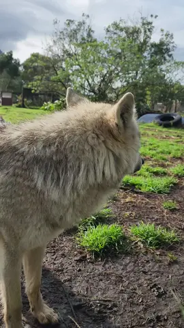 Little girl Tatanka .... We Need your Help... As a Non Profit, our wolves rely on donations and visitors to keep the sanctuary alive 🐺❤️‍🔥 Please consider donating so we can continue doing this work 🙏🏾 💸 Click link in bio to donate, or you can assist via PayPal or EFT, bank details below 👇🏽 you can also help by simply liking & sharing our posts 😊 Assist via EFT Beneficiary Name: TTWS NPC  Bank: ABSA  Account Number: 4101917760  Type of Account: Cheque Acc Branch: Jeffreys Bay #tsitsikammawolves #wolfsanctuary #Help #FYP #Sanctuary #Wolves