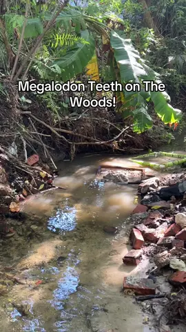 #megalodon #fossil #fossils #creek #explore #exploring #paleontology #dinosaur 