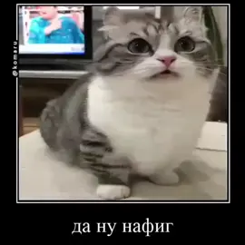 #комару 