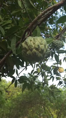 ആർക്കും ആരേയും സ്നേഹിച്ച് മതിയാവില്ല..... സ്നേഹം നൽകി ആരെയും തൃപ്തിപ്പെടുത്താനും ആവില്ല .... സ്നേഹം ഒരു അനുഭവം ആണ് ... അകലും തോറും ഒരുപാട് സ്നേഹിച്ചിരുന്നു എന്ന് നമ്മെ മനസ്സിലാക്കി തരുന്ന ഒരു തിരിച്ചറിവ് !!! ശുഭദിനം🌹🌹🌹#haveaniceday #goodmorning #bahrain🇧🇭 #malayalamsong #aaromal 
