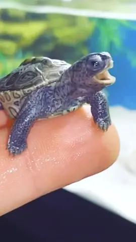 Turtle Power!🐢#diamondbackterrapin #terrapin #turtle #turtles #ninjaturtle #reptile #reptiles #reptilesroom #fyp