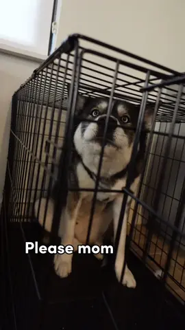 Like I said before… rules apply to ALL 😂😂 And PSA (yes I’ll say it again) - we never use a crate for punishment, it’s just a skit  #husky #dogsoftiktok #huskiesoftiktok #huskylife #dogs #huskylife #doglover 