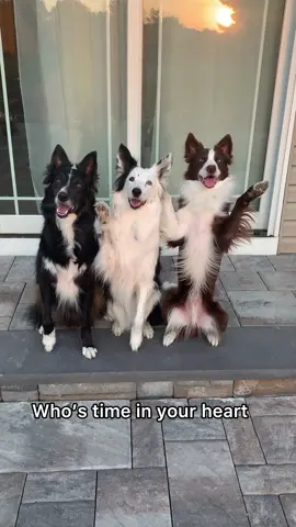 A dog is the best friend you will ever have 🥺 🖤🤎🤍  #dogs #bestfriend #tiktokdogs
