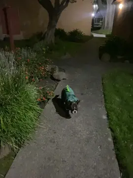 😍❤️🐶