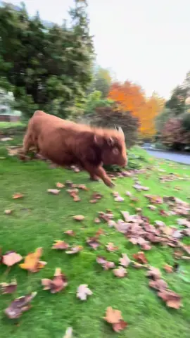 “Don't mess with the bull, you'll get the horns” 🐮 💕 Hoss is a stear but the quote still applies 😉 Hoss turned a year old Aug 31 and has yet to out grown his zoomies 🐄💨 . #krullfarm #highlandcow #minihighlandcow #minicow #microcow #cow #cattle #dontmesswiththebull #zoomies