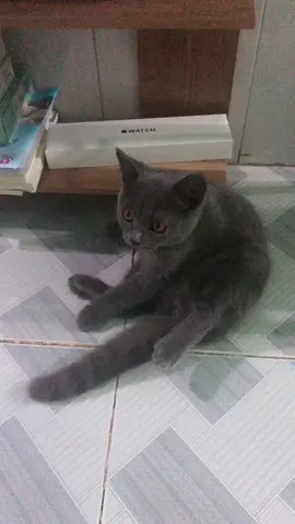 Bà dà thấy cái điện thoại tui để đâu hong🤣 #catsoftiktok  #cat #meow #cute  #meoxamxanh #nhacchuongiphone 