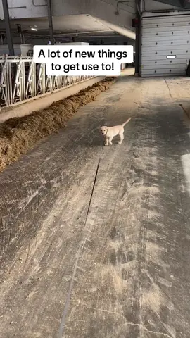 Libby is still not a big fan of the barn but she’s only been home for a week! #farm #farmlife #farming #the_beef_boys #puppy #puppylibby #puppytiktok #new #cute #dog #yellowlab #Home #farmtok #country #happy #fyp #foryou #fypシ #farmlifeisthebestlife #novascotia