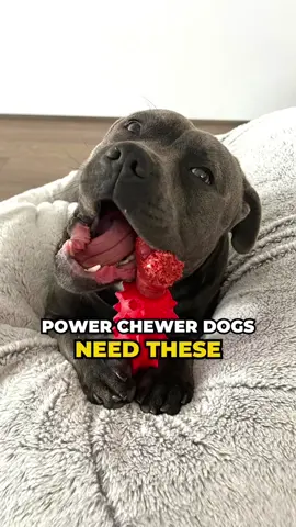 These toys are game changer for our power chewers out there! 💯🐶 Click the link on our bio.#staffy #dogtoy #gamechanger #powerchewer #durable #dog #happystaffyco 