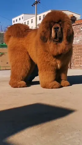 #fyp #tiktokdogs #puppy #dogsoftiktok #tiktokdog #petdog #viral #nyc #lovepetsusa #foryoupage #tibetanmastiff 