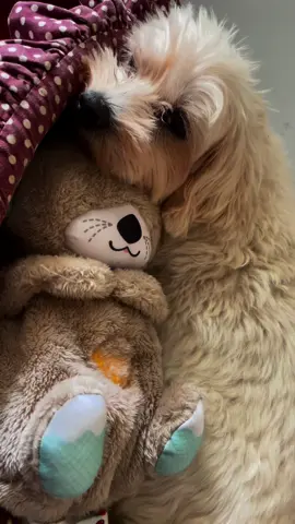 🤍🐾#breathingotter #peluche #perte #foryou #amore #tiamo 