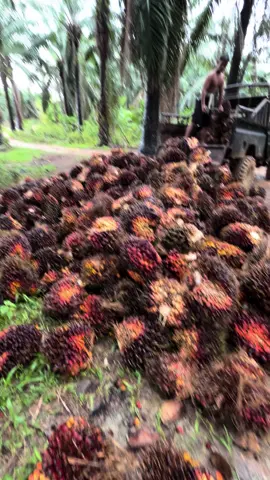 Musim Kemarau buah dikit jalan bagus, musim hujan buah banyak jalan jelek🙂#petanisawit #kulibapak #abubakargroup #fouryoupage #sawitsumatera 