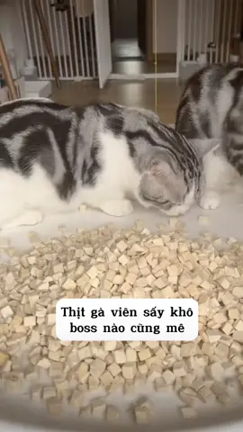 Mukbang gà sấy 🤣 #mèo #xuhuong 