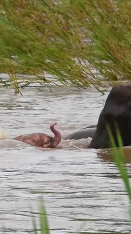 Pink baby elephant gets caught in dangerous river current 🫣