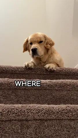 This is ridiculous!! #puppy #puppylove #puppytiktok #pet #dog #dogsoftiktok #dogs #doglover #goldenretriever #goldenretrieverlife #goldenretrieverpuppy #retriever #PetsOfTikTok #pets #retrieversoftiktok #retrieverpuppy #retrievers 