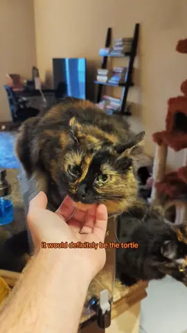 what is your favorite part about torties?? #clove #cinnamon #ginger #cat #tortie #kitten 