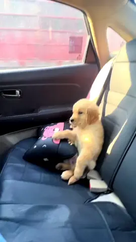 🥺🧡#puppy #goldenretriever #fyp 