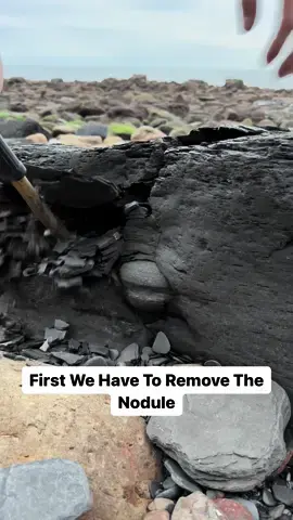 We stumbled across this large shale slab containing nodules and decided to investigate further 🦕 Although there was not a fossil visible we thought it was still worth checking on the off chance something was hidden within. Unfortunately on this occasion the nodules were empty, containing only some small calcite veins. For more videos, check out our YouTube channel ‘Yorkshire.Fossils’! If anyone would a rock containing a fossil to crack open yourself at home, or an already prepared specimen, please message us directly or visit our website yorkshirefossils.NET (link in bio) 🦕 Thank you in advance for supporting our page! 🐊 #natural #nature #fossil #fossils #ancient #animals #art #ammonite #ammonites #dinosaur #scientist  #minerals #paleontology #whitby #geologist #dorset #geology #charmouth #jurassic #yorkshire #fyp 