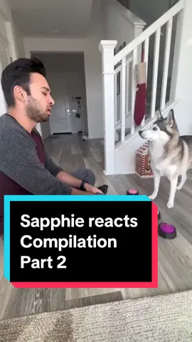 Sapphie reacts Compilation part 2 😭 #smartdog #funnydog #dogs #dogsoftiktok #fyp 