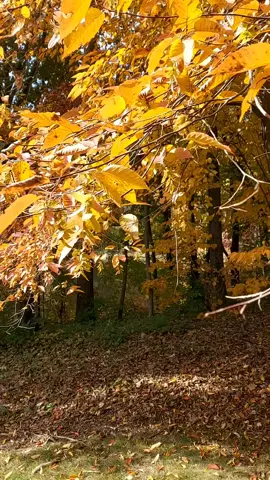 seandainya disaat bangun pagi, selalu disuguhkan pemandangan seperti ini....❤🍁#newjersey #usa #peakseason , #backyardviews #musimgugur 