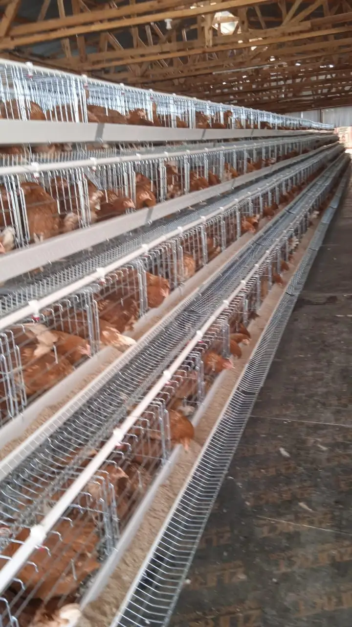 BATTERY CHICKEN CAGES Capacity: 128 Birds Price : 36,000 Call : 0706669788 Location: we are located along luthuli avenue and mfangano street junction Nairobi CBD Kenya  1.Free installation 2.Our Cage cubicles are big to avoid cage fatigue a condition characterized by paralysis of Lags due to low calcium levels. 3.wire 3.00mm strong, galvanized wire 4. High quality of the nipple drinker Advantages of battery cages 1. Hens in the battery cage system are more productive than the ones on deep litter system because the hens on floor use the energy meant for production to move around the house. Caged hens preserve this energy for important body processes like metabolism and egg production. 2. In battery cages,birds are not in contact with their stool or eggs and so hygiene is maintained and diseases like coccidiosis,fowl typhoid,egg peritonitis,necrotic enteritis, e.t.c are easily controlled. 3. Cages have automatic watering system hence saves labour,time  4. Hens utilize water well without spillages. There is no caking of litter and moldiness. This reduces predispose to diseases and ammonia overload . 5. Management and record keeping is easy as the farmer is able to distinguish the layers from non-layers easily,counting the birds is easy plus sick birds are easily recognized. 6. Space is fully utilized. Cages hold twice the number of birds under deep litter within the same space. Cages can be used again and again in the subsequent flocks so it's an asset. 7. Litter removal is easy and saves a lot of time . If litter removal is done after 2-3 days ammonia would be completely eliminated.
