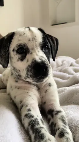 meu amor todinho 💖 #dogsoftiktok #dalmatian #filhotes #cachorrosdotiktok 
