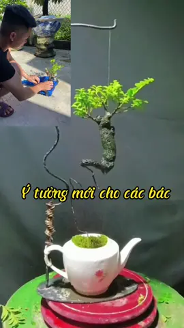 Ý tưởng mới nè, anh nào có cây rễ dài thì làm kiểu này nha, bao đẹp. Sẵn khoe mấy cây MCT mới được tặng cách đây 2 tháng 😛 #thangmecay #bonsai video sưu tầm nha các cậu