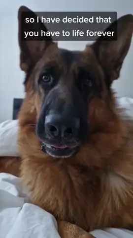 #furever #gsd #dogsoftiktok #dogsarebetterthanhumans 