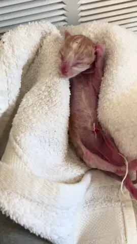 Born 2 weeks premature & beating all the odds stacked against him, Buzz has grown into a dapper young man! #beatallodds #kitten #buzz #premature #adopted #rescue #foster #survivor