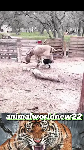 #xuhuong #thegioidongvat #dongvathoangda #animalworld #animals #fyp 