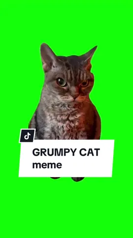 #CapCut GRUMPY CAT meme. #meme #memes #memestiktok #greenscreen #greenscreenvideo #greenscreenmeme #fyp #fypシ #fypage #fypシ゚viral #fypp #fypシ゚viral 