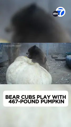 A 467-pound pumpkin was donated and delivered by an #Escondido couple to a pair of #orphaned #bear #cubs at the #SanDiego Humane Society's Ramona #Wildlife Center. Officials said the two bear cubs were found next to their deceased mother in the San Bernardino Mountains. 🥺🐻🎃