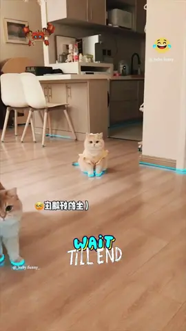 The last one 🤣🤣 #dog  #cat #pet #cute #animals #funny #fyp #foryou 