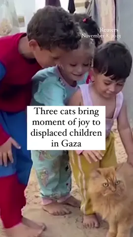 These cats bring moments of joy to children who were forced to flee their homes and are now living in a makeshift tent city in the southern Gaza Strip with thousands of displaced people. #gaza #israel 
