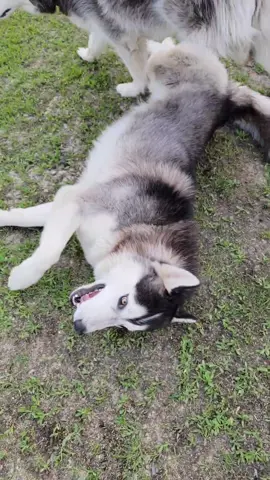 Once upon a time we had a nice yard. That's before the Chapos came into our lives. I can already tell we have our work cut out for us next spring once again. #thechapaws #dogdigging #mnwinter #huskyproblems #snowfall #landscaping 