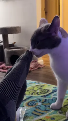 crazy kitty loves smelly feet #catsoftiktok 
