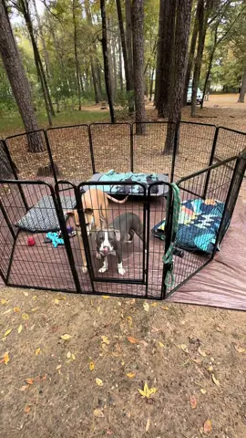Heres an excellent idea on dog playpen for the outdoors! Product at the end! #camping #campinglife #Outdoors #wybleoutdoors #bullybreeds #pitmix #dogsoftiktok #campfire 