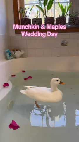 I can’t believe its already been a year since the cutest couple tied the knot🥹🪿🦆 #DunkinDucks #Ducks #DuckWedding #Wedding #PetWedding #FarmAnimals #PetsOfTikTok #MunchkinTheDuck 