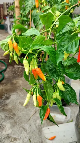 cabai rawit yang masih rimbun #berkebun #cabai #kebunsayur #kebun 