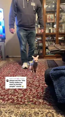Replying to @sabes 💕 otie in a sweater? ✅ airplane ready for take off? ✅ #sphynx #sphynxcatsoftiktok #sphynxcat #catsweater #otie #otis #nakedcat #cutecat #funnycat 