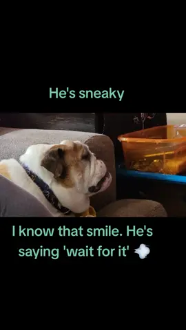 #RazzleDazzleBazel #Rescue #englishbulldogsoftiktok #HeartHappy #LaughingDogs #Baz #RescueDog #RescuedIsMyFavoriteBreed #EB #englishbulldog 