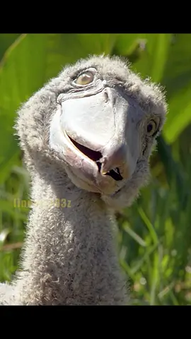 Why does shoebill look kind of goofy? #foryou #amazinganimals #cute #tiktok #vrial #animalworld #wildlife #bird #fyp #foryoupage 