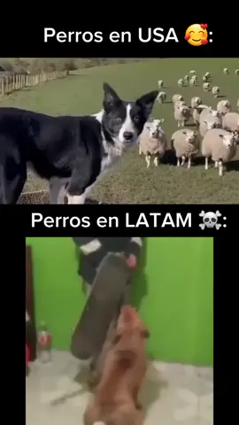 Esperen el final 😂😂 #latam #perromachetero #viral #fyp #fyp #tiktok #🇭🇳♥️ 
